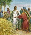 Sai thợ ra gặt lúa (18.10.2016 – Thứ ba - Thánh Luca, Tác giả sách Tin Mừng)